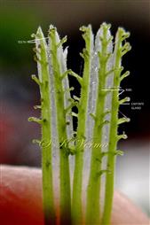  Calyx  (opened)